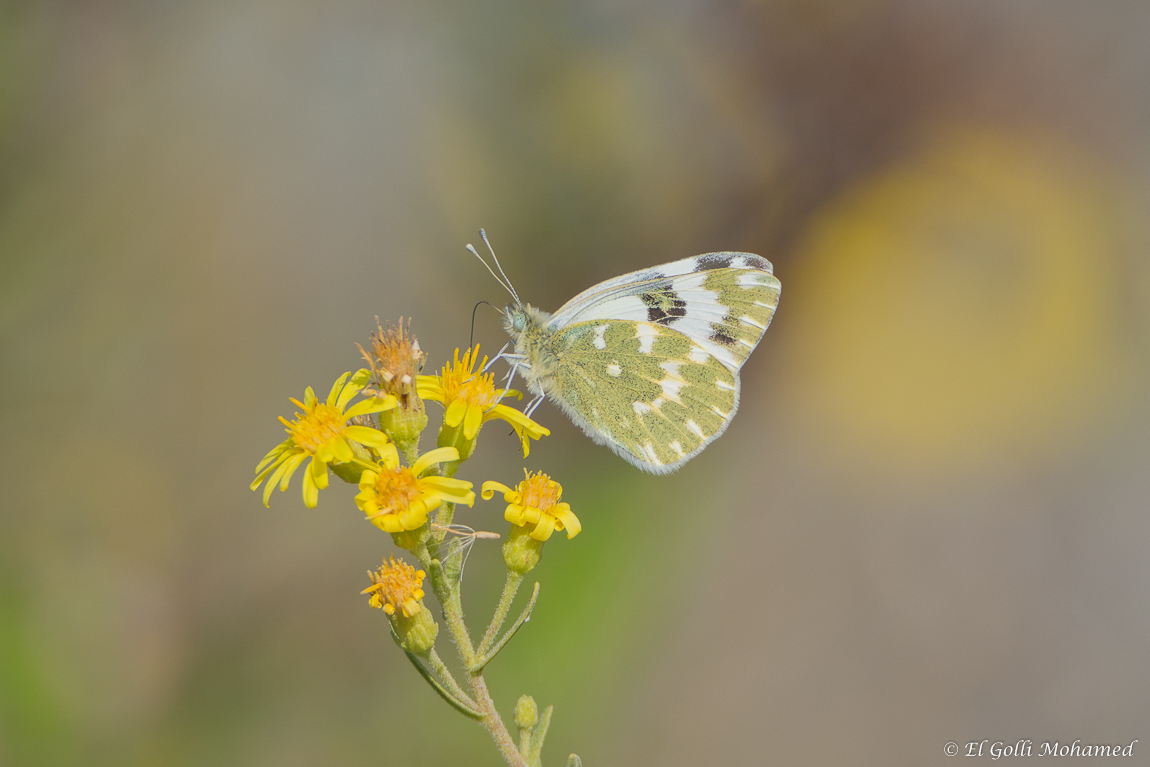 Papillon Piéride du réséda marbré de vert Pontia daplidice Lac deTunis@REDIM