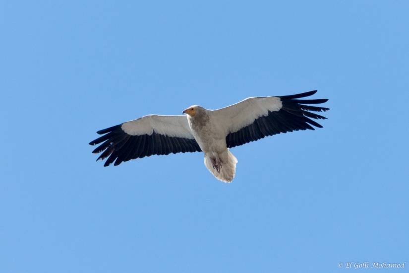 vautour percnoptère Haouaria007@REDIM